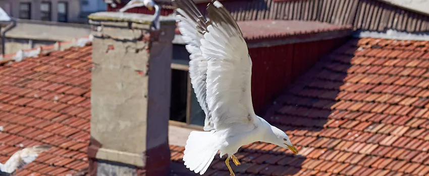 Residential Chimney Animal Removal Solution in South El Monte, CA
